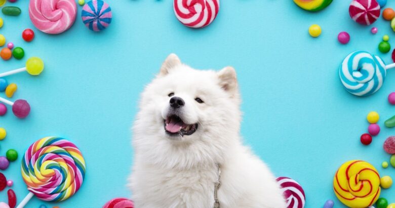 Köpeklere Şekerli Yiyecek Vermenin 2026 İçin Kanıtlanmış Uzman Püf Noktaları - Kapak Görseli